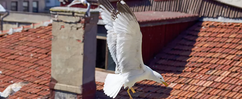 Residential Chimney Animal Removal Solution in Frederickson, WA