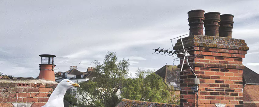 Chimney Cleaning And Restoration in Frederickson, Washington